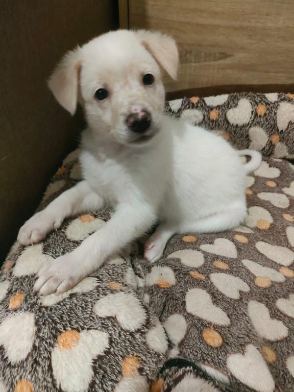 Pig Meravigliosa Dolce Cucciola Cerca Famiglia 