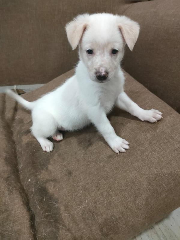 Pig meravigliosa dolce cucciola cerca famiglia  Foto 2