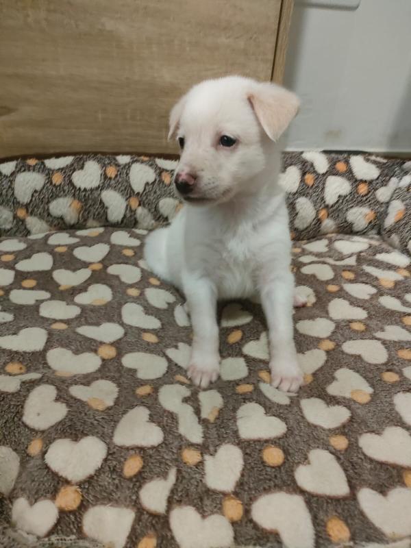 Pig meravigliosa dolce cucciola cerca famiglia  Foto 3