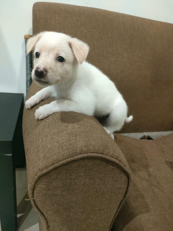 Pig meravigliosa dolce cucciola cerca famiglia  Foto 4