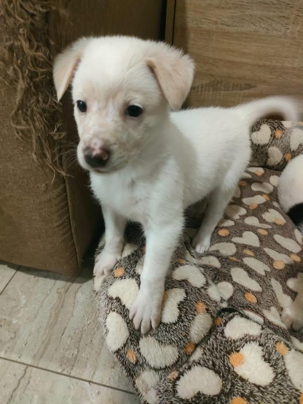 Pig meravigliosa dolce cucciola cerca famiglia  Foto 5