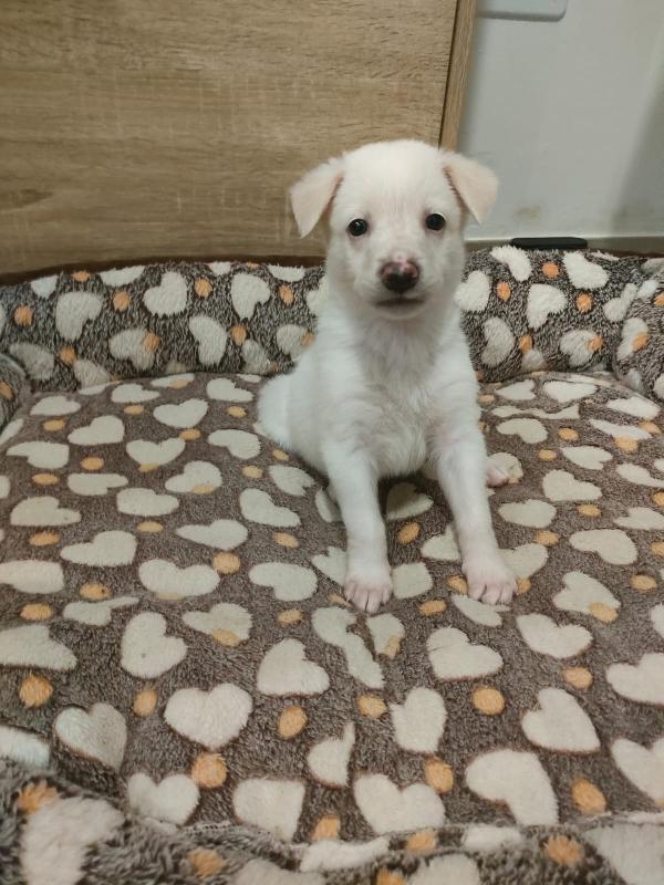 Pig meravigliosa dolce cucciola cerca famiglia  Foto 6