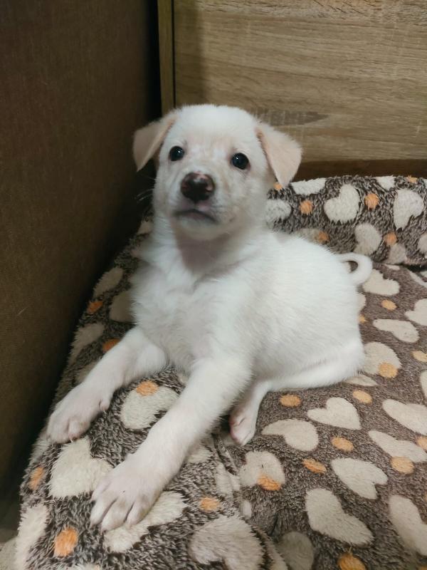 Pig meravigliosa dolce cucciola cerca famiglia  Foto 7