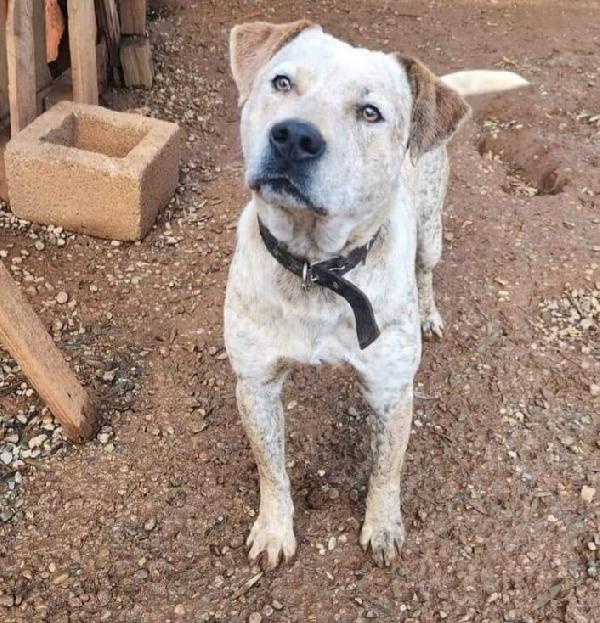 Fluck Mix Molossino 2Anni Finito In Canile.calabria