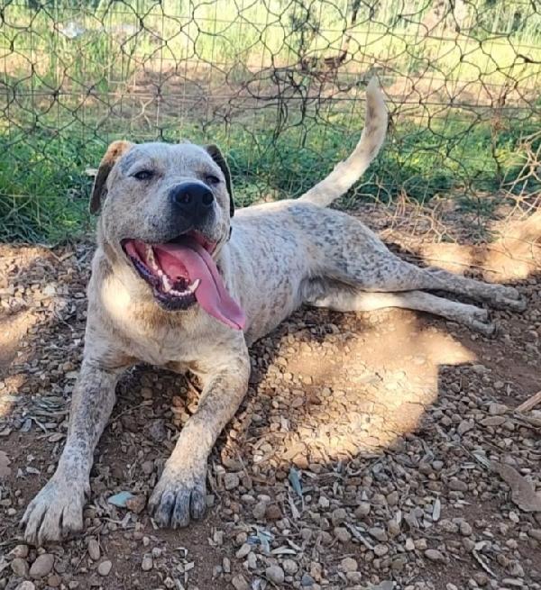 Fluck mix molossino 2anni FINITO IN CANILE.CALABRIA Foto 4