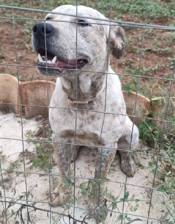 Fluck mix molossino 2anni FINITO IN CANILE.CALABRIA Foto 5