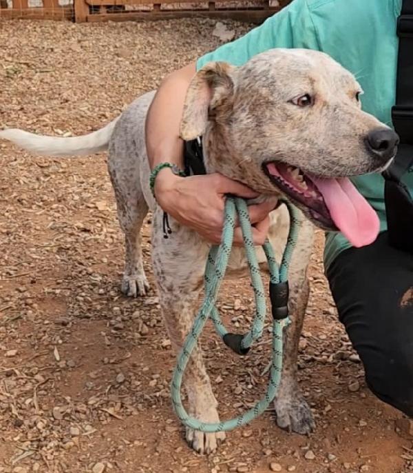 Fluck mix molossino 2anni FINITO IN CANILE.CALABRIA Foto 6