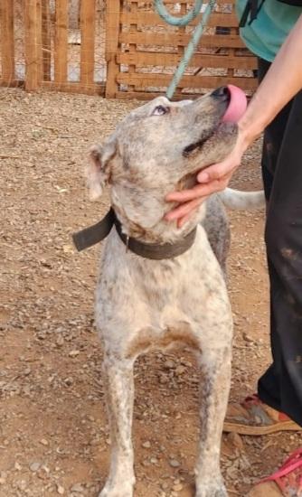 Fluck mix molossino 2anni FINITO IN CANILE.CALABRIA Foto 7