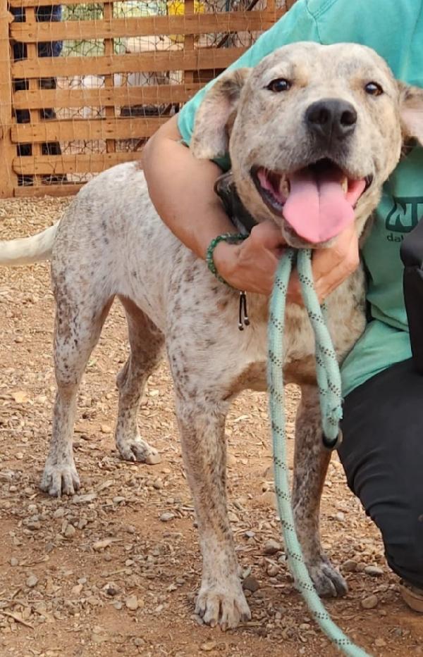 Fluck mix molossino 2anni FINITO IN CANILE.CALABRIA Foto 8