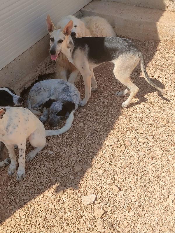 PIERINO: UNA VITA DIETRO LE SBARRE SOGNA LA LIBERTÀ!   Foto 6