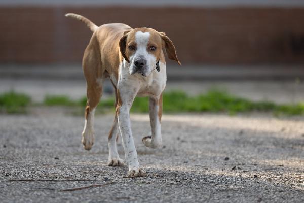 Amadeo giovane, stupendo mix Pointer, cerca adozione  Foto 5
