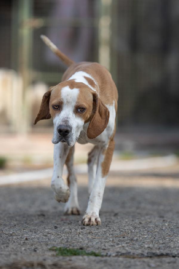 Amadeo giovane, stupendo mix Pointer, cerca adozione  Foto 6