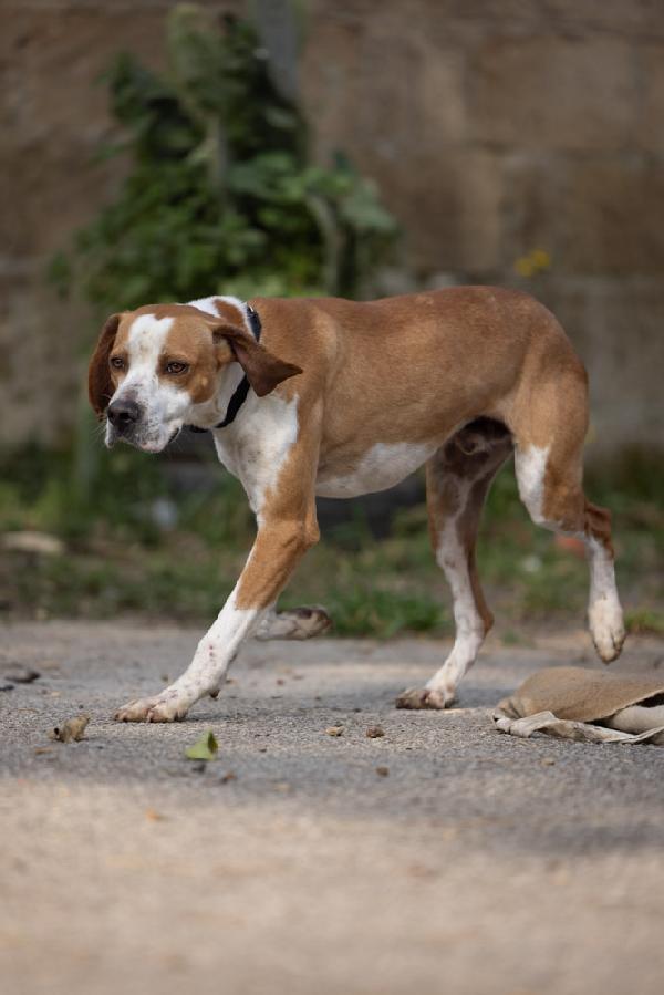 Amadeo giovane, stupendo mix Pointer, cerca adozione  Foto 8
