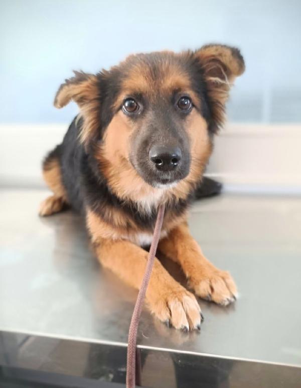 Bella Simil Pastorina In Canile