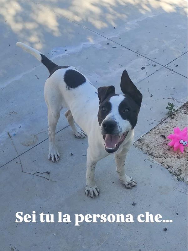 Alice Splendida Giovanotta Bianco Nera Cerca Famiglia 