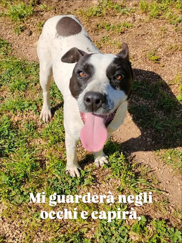 Alice splendida giovanotta bianco nera cerca famiglia  Foto 2