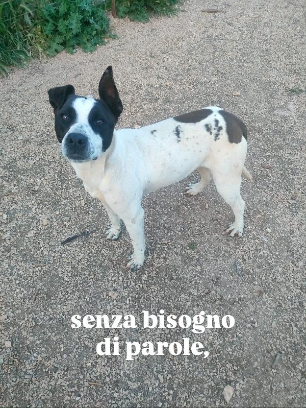 Alice splendida giovanotta bianco nera cerca famiglia  Foto 3