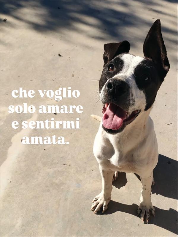 Alice splendida giovanotta bianco nera cerca famiglia  Foto 4