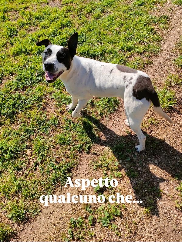 Alice splendida giovanotta bianco nera cerca famiglia  Foto 5