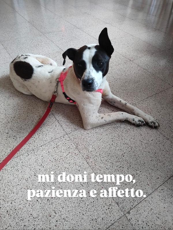 Alice splendida giovanotta bianco nera cerca famiglia  Foto 6