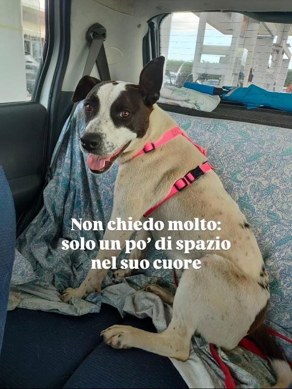 Alice splendida giovanotta bianco nera cerca famiglia  Foto 7