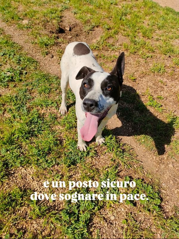 Alice splendida giovanotta bianco nera cerca famiglia  Foto 8