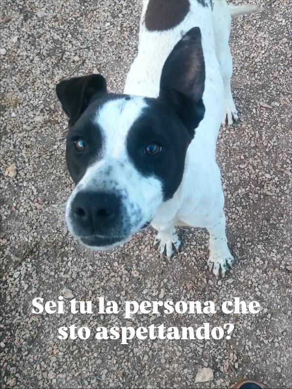 Alice splendida giovanotta bianco nera cerca famiglia  Foto 9