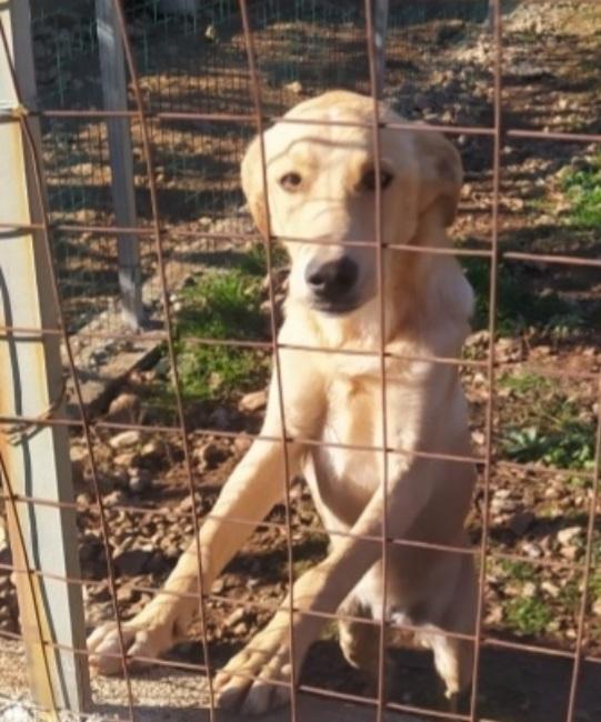 Speck 15Mesi Non Ha Trovato Casa,Finito In Canile.calabria