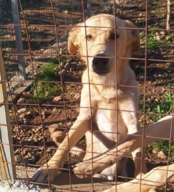 Speck 15mesi non ha trovato casa,finito in canile.CALABRIA Foto 2