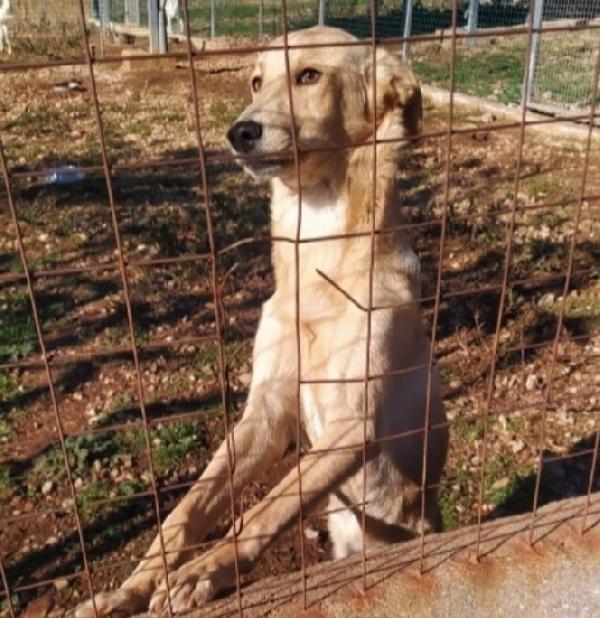 Speck 15mesi non ha trovato casa,finito in canile.CALABRIA Foto 3
