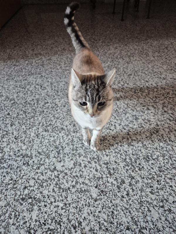 Meravigliose mice mix siamesi Foto 3