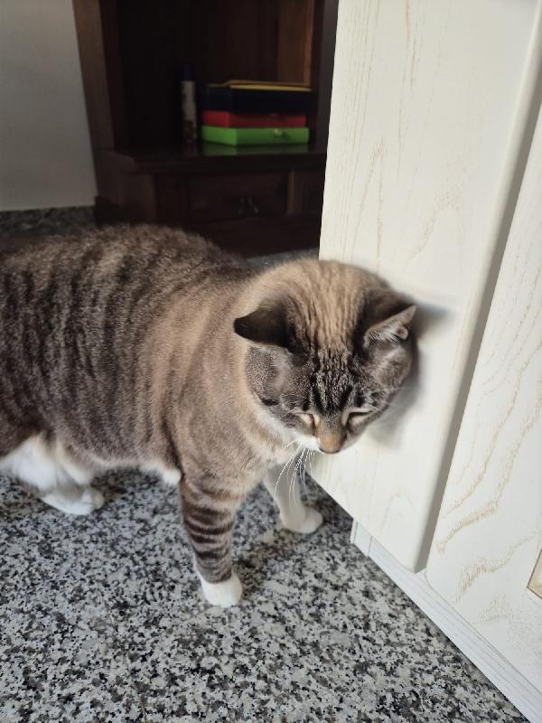 Meravigliose mice mix siamesi Foto 4