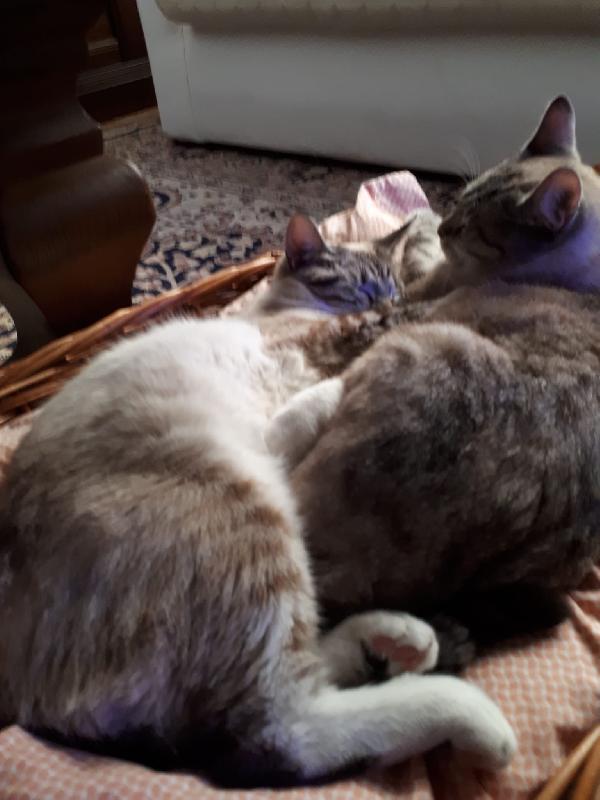 Meravigliose mice mix siamesi Foto 5