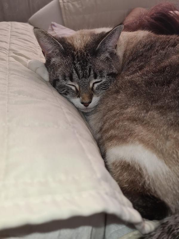 Meravigliose mice mix siamesi Foto 6