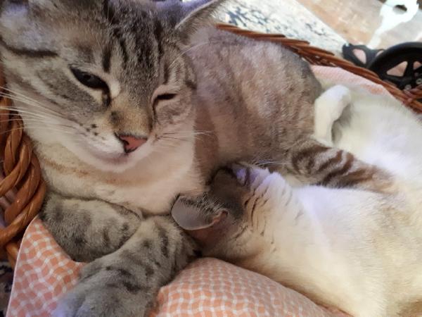 Meravigliose mice mix siamesi Foto 7