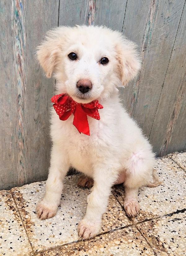 Quanta Tristezza Negli Occhi Di Brigitta.adottabile In Tutta Italia!