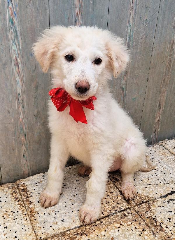 QUANTA TRISTEZZA NEGLI OCCHI DI BRIGITTA.ADOTTABILE IN TUTTA ITALIA! Foto 2