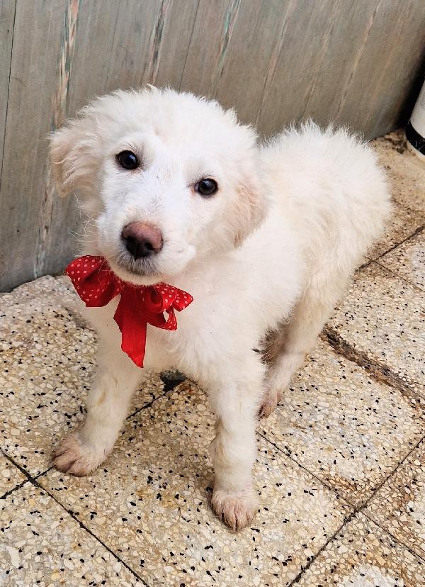 QUANTA TRISTEZZA NEGLI OCCHI DI BRIGITTA.ADOTTABILE IN TUTTA ITALIA! Foto 3