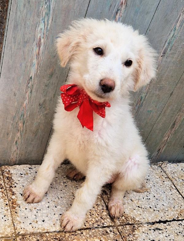 QUANTA TRISTEZZA NEGLI OCCHI DI BRIGITTA.ADOTTABILE IN TUTTA ITALIA! Foto 4