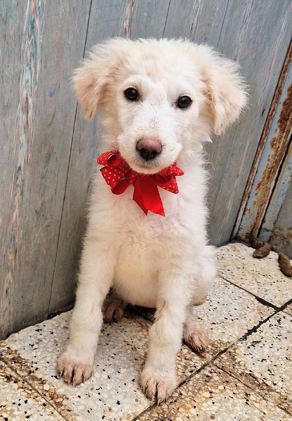 QUANTA TRISTEZZA NEGLI OCCHI DI BRIGITTA.ADOTTABILE IN TUTTA ITALIA! Foto 5