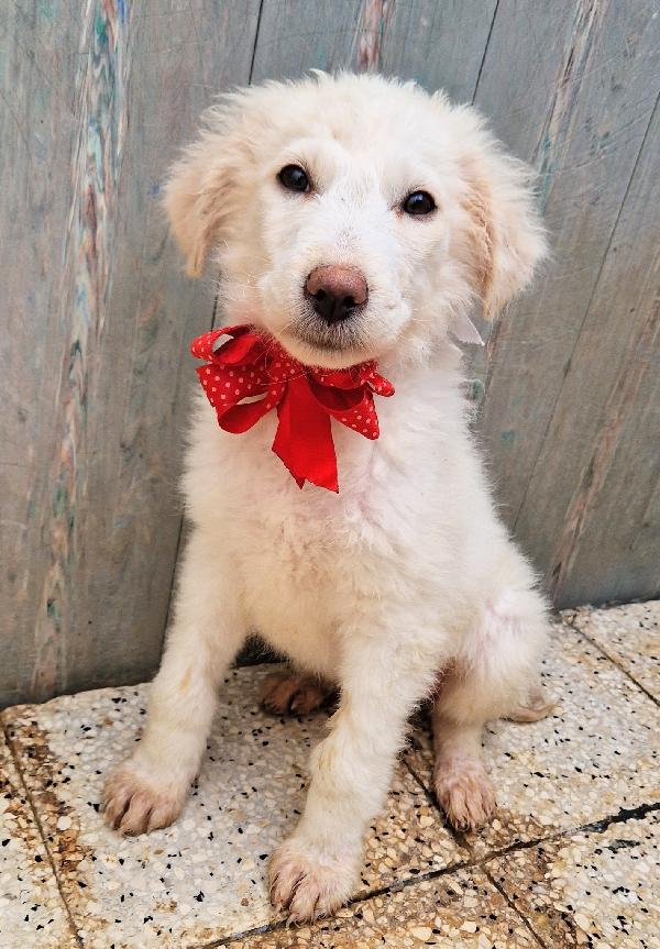 QUANTA TRISTEZZA NEGLI OCCHI DI BRIGITTA.ADOTTABILE IN TUTTA ITALIA! Foto 6