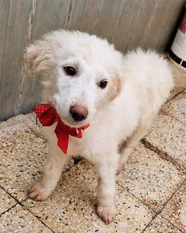 QUANTA TRISTEZZA NEGLI OCCHI DI BRIGITTA.ADOTTABILE IN TUTTA ITALIA! Foto 7