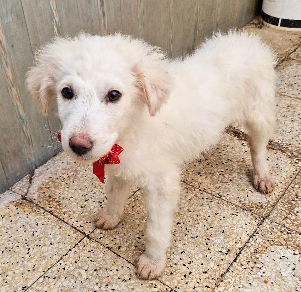 QUANTA TRISTEZZA NEGLI OCCHI DI BRIGITTA.ADOTTABILE IN TUTTA ITALIA! Foto 8