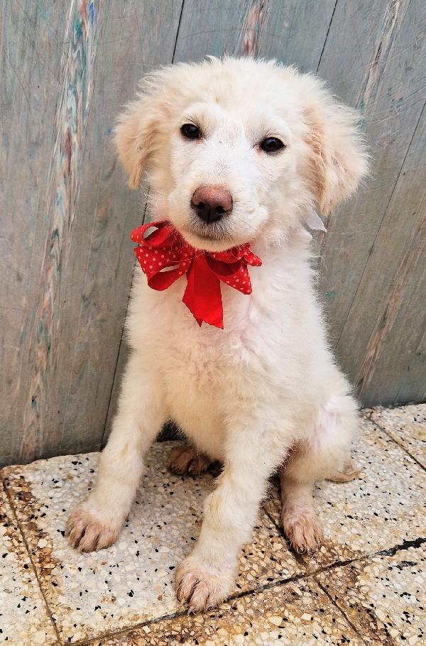 QUANTA TRISTEZZA NEGLI OCCHI DI BRIGITTA.ADOTTABILE IN TUTTA ITALIA! Foto 9