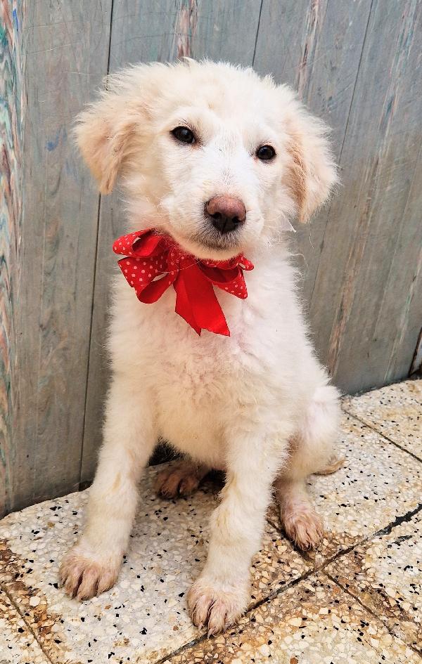 QUANTA TRISTEZZA NEGLI OCCHI DI BRIGITTA.ADOTTABILE IN TUTTA ITALIA! Foto 10