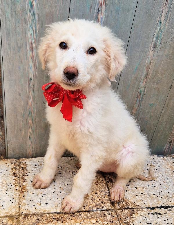 QUANTA TRISTEZZA NEGLI OCCHI DI BRIGITTA.ADOTTABILE IN TUTTA ITALIA! Foto 11