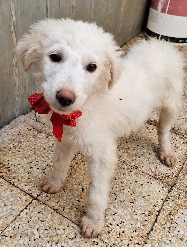 QUANTA TRISTEZZA NEGLI OCCHI DI BRIGITTA.ADOTTABILE IN TUTTA ITALIA! Foto 12