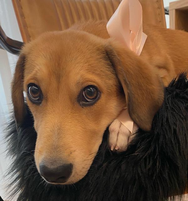 Splendido Cucciolo Simil Segugio 