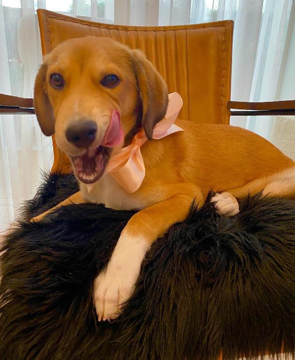 Splendido cucciolo simil segugio  Foto 2