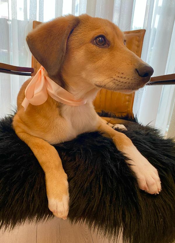 Splendido cucciolo simil segugio  Foto 3